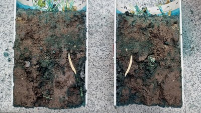 Cross-section through soil