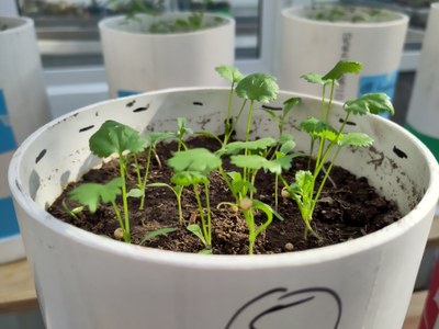 Small cilantro plants