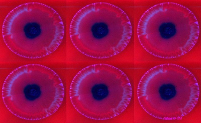 Winepupille.jpg