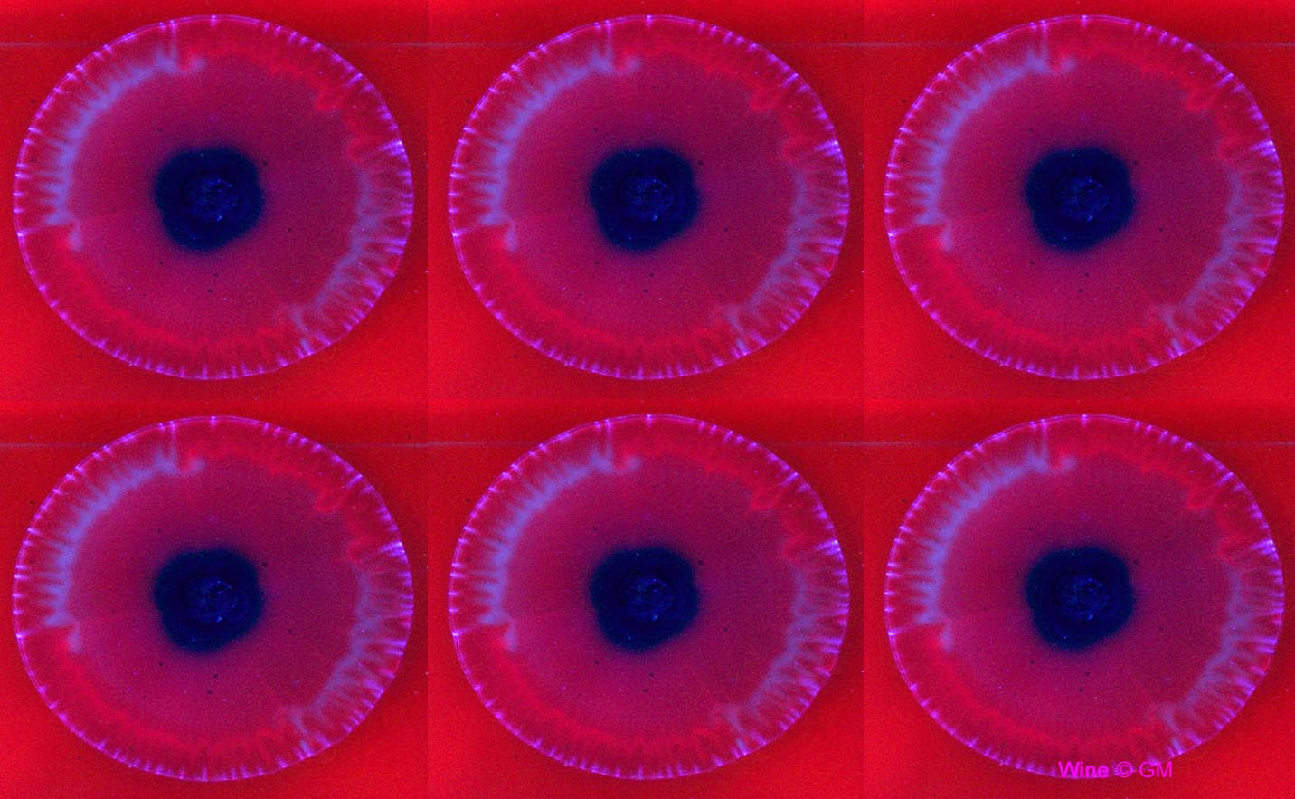 Winepupille.jpg