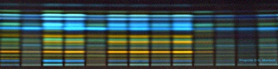 Propolis2.jpg