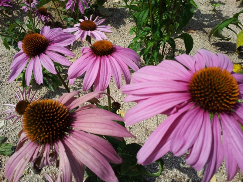 Blumenfeld von Weleda