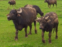 Büffelfarm Willi Wolf