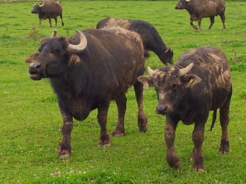 Büffelfarm Willi Wolf