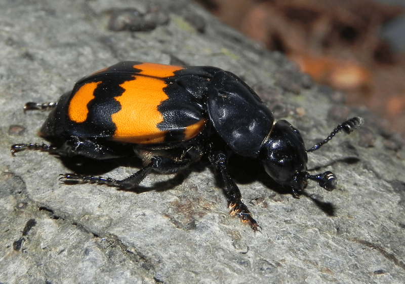 Totengräber Nicrophous vespilloides.tif