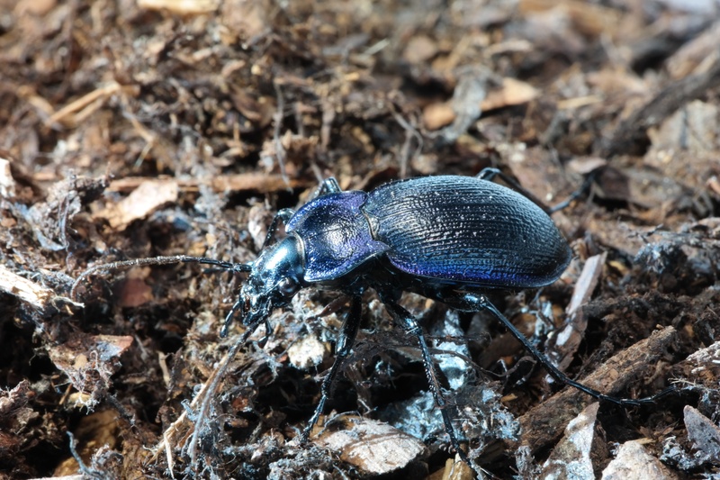 Carabus_ problematicus_CopyRight_A_Schneider.JPG