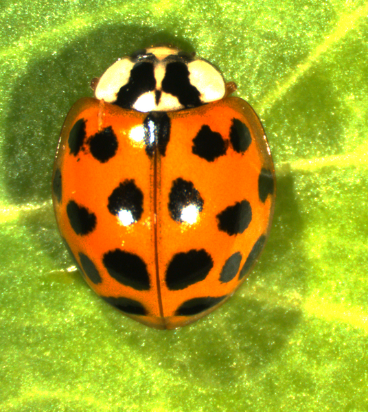 rsz_asiatischer_marienkäferharmonia_axyridis_f_succinea_1.png