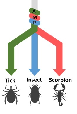 Arthropod AMPs.jpg