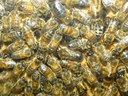 Honigbienen Apis melifers.JPG