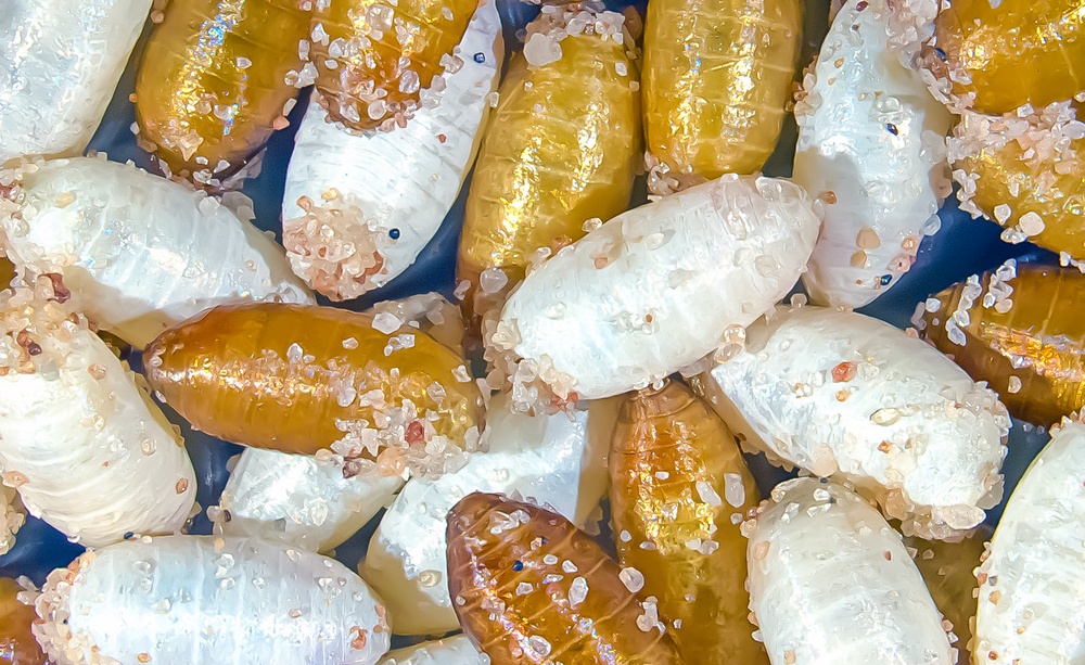 Whitepupae2.jpg