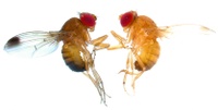 PicutreforCas9paperinIJMS.jpg