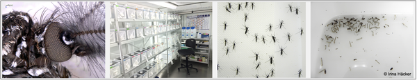 Mosquitoes.png