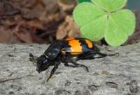 DSCN4139gro.jpg