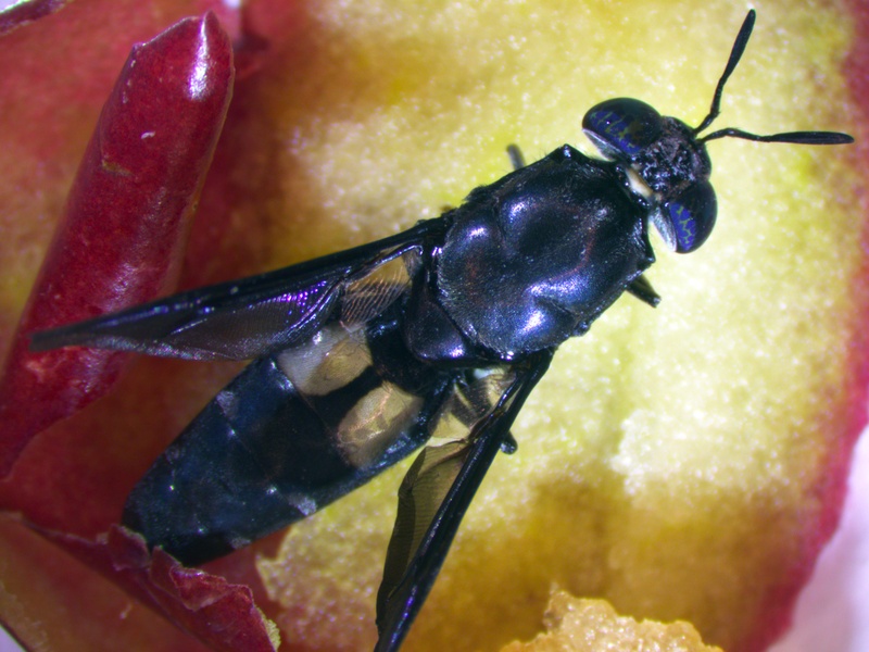 Schwarze Soldatenfliege Hermetia illucens.jpg