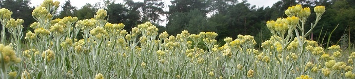 Header_Sandstrohblume.jpg