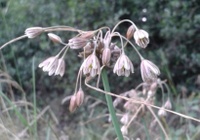 Allium oleraceum Foto Leo Meier.JPG