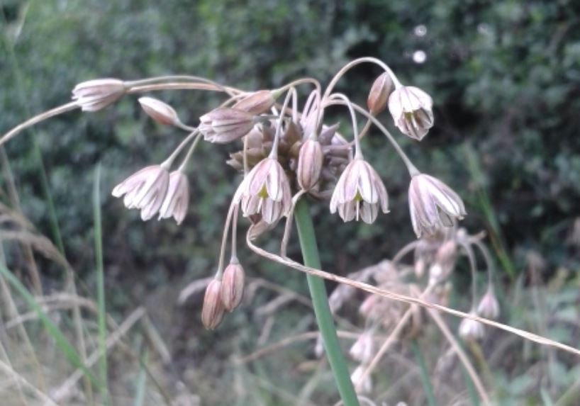 Allium oleraceum Foto Leo Meier.JPG