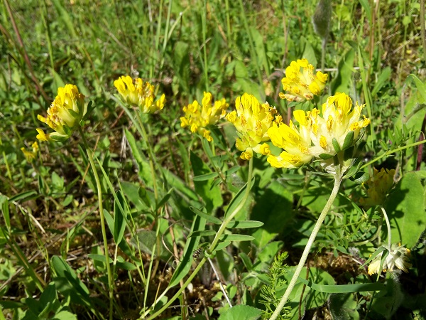 Anthyllis vulneraria Foto Leo Meier.jpg