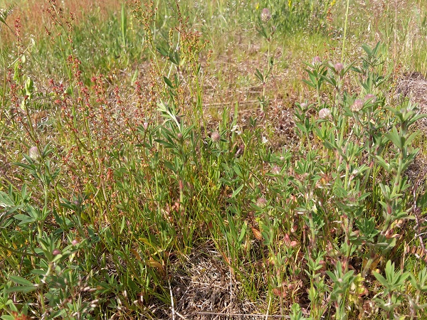 Bodensaurem Magerrasen (Rumex acetosella, Aira caryophyllea, Trifolium arvense) Foto LEo Meier.jpg