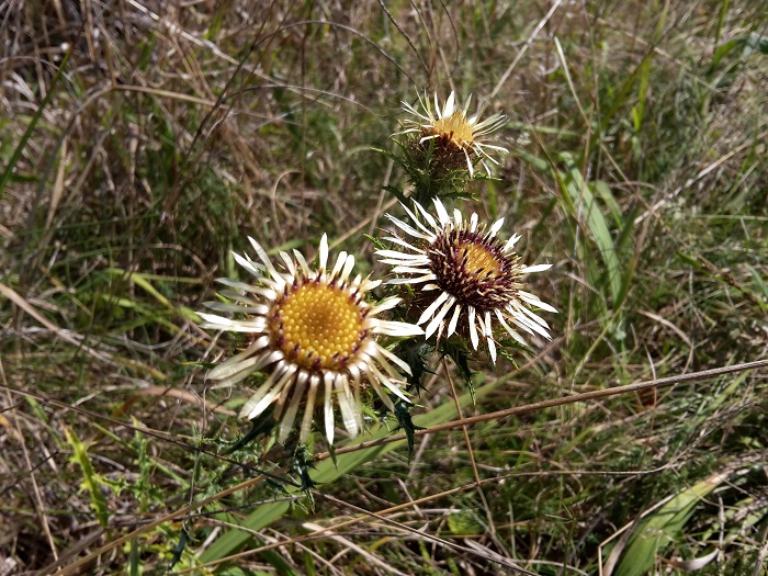 Carlina vulgaris Foto Leo Meier.jpg