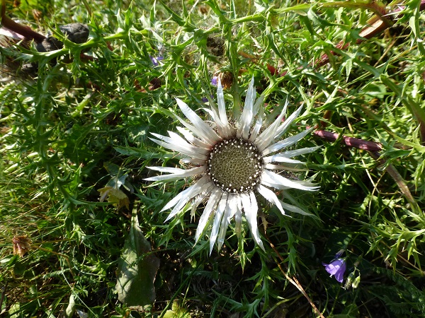 Carlina-acaulis Foto Leo Meier.jpg