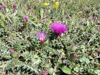 Cirsium acaule Foto Leo Meier.jpg