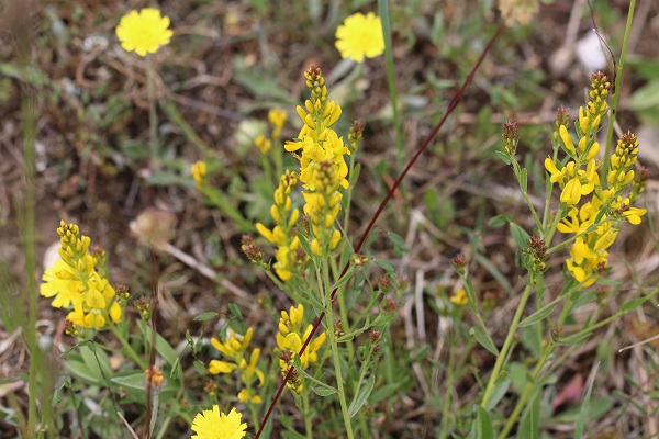 Genista tictoria Foto Hermann Falkenhahn.jpg