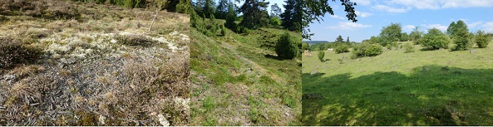 Magerrasen Schutzwert.JPG