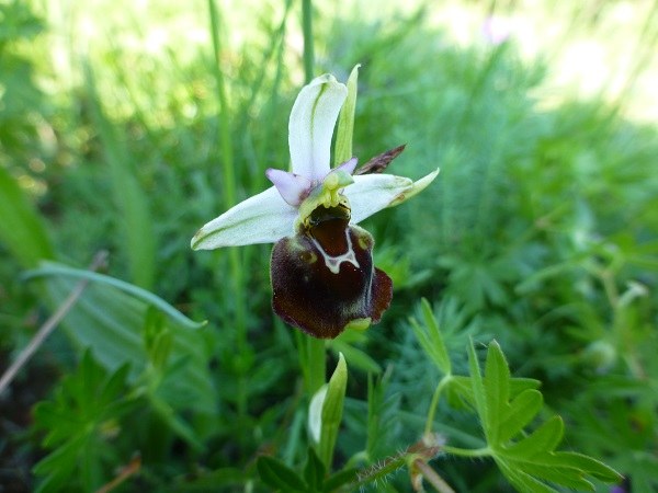 Ophrys_apifera Foto Hermann Falkenhahn.jpg