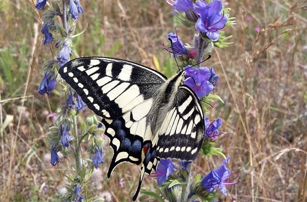 Papilio machaon Foto Leo Meier.jpg
