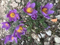 Pulsatilla_vulgaris Foto Hermann Falkenhahn.jpg