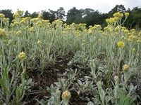 Sand-Strohblume Foto Till Kleinebecker.jpg