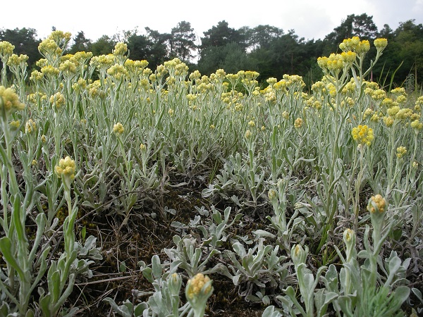 Sand-Strohblume Foto Till Kleinebecker.jpg