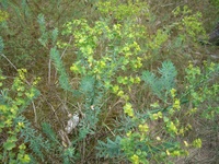 Steppen-Wolfsmilch Foto Till Kleinebecker.jpg