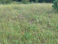 Steppenrasen Foto Till Kleinebecker.jpg