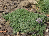 Thymus praecox Foto Hermann Falkenhahn.JPG
