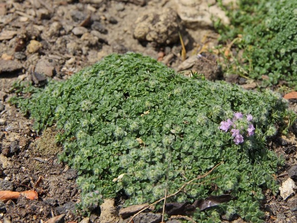 Thymus praecox Foto Hermann Falkenhahn.JPG