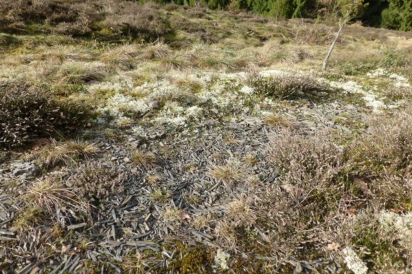 Tonschiefer-Magerrasen.jpg