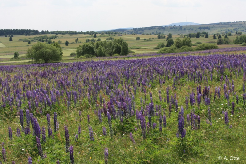 lupinus_img1.jpg