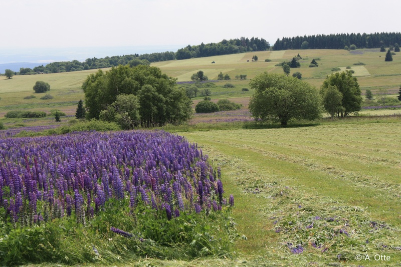 lupinus_img2.jpg