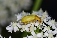 Schwefelkäfer. Foto - Felix Neff.jpg