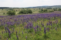 image1.jpeg