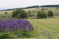 lupinus_img2.jpg