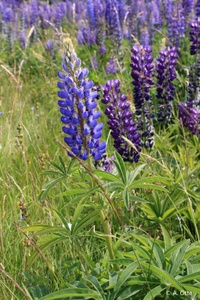 lupinus_img3.jpg
