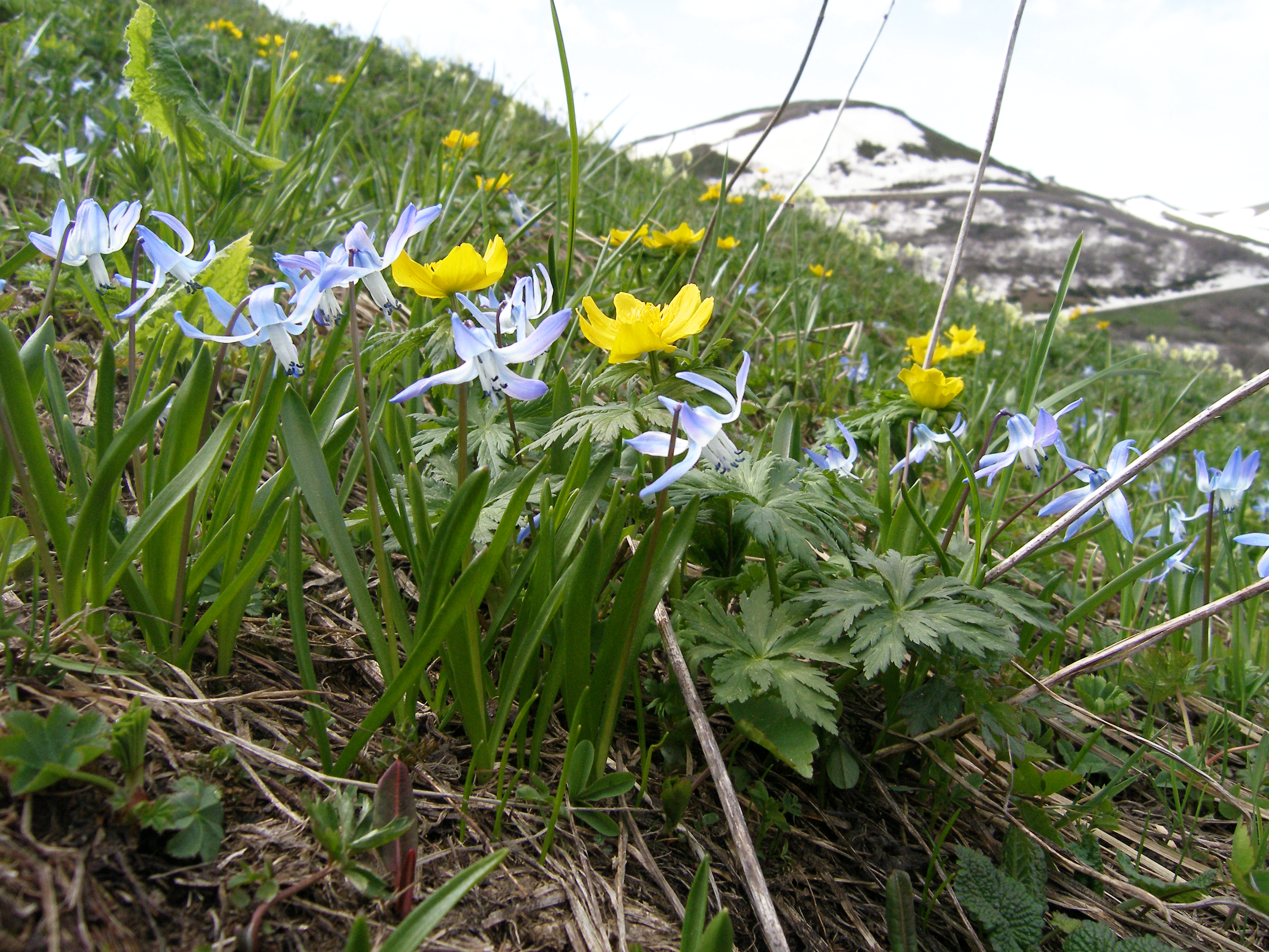 Blüte