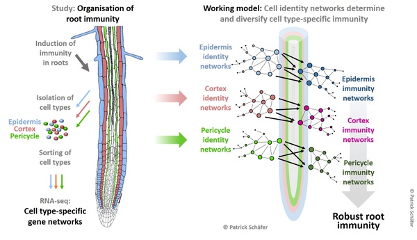 Figure_Root immunity