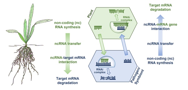 Figure RNAi