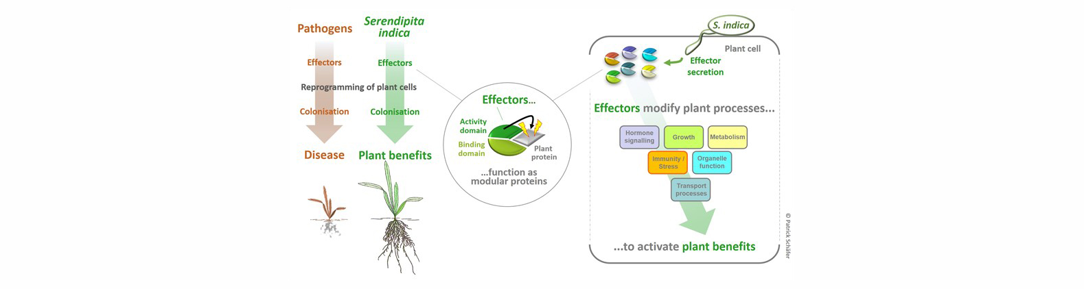 01_Figure_Beneficial effectors_Schäfer-P