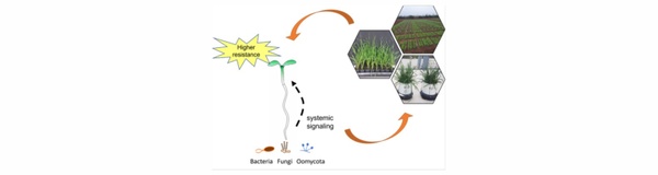 03_Figure_priming-responses-in-wheat_Thielmann