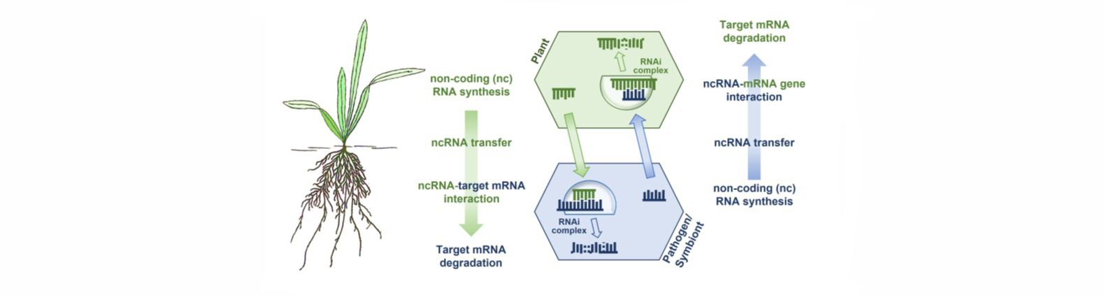 04_Figure_RNAi_Kogel-Schäfer